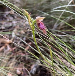 Calochilus platychilus at Mulloon, NSW - 16 Nov 2022