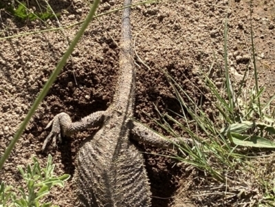 Pogona barbata (Eastern Bearded Dragon) at Deakin, ACT - 17 Nov 2022 by KL