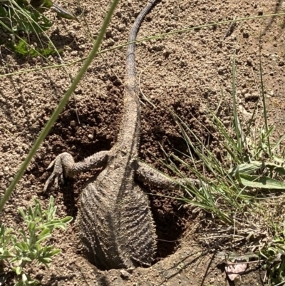 Pogona barbata (Eastern Bearded Dragon) at Red Hill to Yarralumla Creek - 17 Nov 2022 by KL