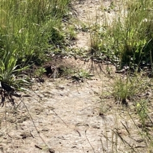 Pogona barbata at Deakin, ACT - suppressed