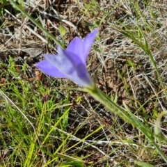 Wahlenbergia stricta subsp. stricta (Tall Bluebell) at Isaacs Ridge and Nearby - 17 Nov 2022 by Mike