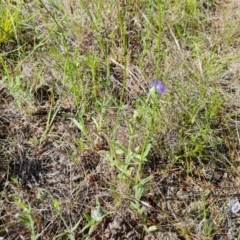 Wahlenbergia stricta subsp. stricta at Isaacs, ACT - 17 Nov 2022 05:21 PM