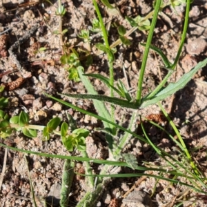 Wahlenbergia stricta subsp. stricta at Isaacs, ACT - 17 Nov 2022 05:21 PM