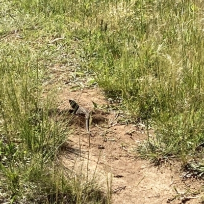 Pogona barbata (Eastern Bearded Dragon) at Hughes Grassy Woodland - 17 Nov 2022 by KL