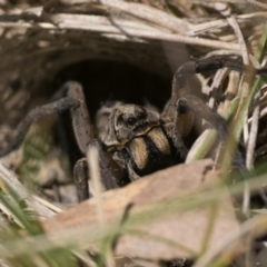 Lycosidae (family) (Wolf spider) at Booth, ACT - 17 Nov 2022 by patrickcox