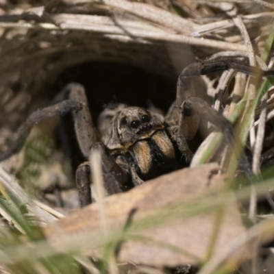 Lycosidae (family) (Unidentified wolf spider) at Namadgi National Park - 17 Nov 2022 by patrickcox