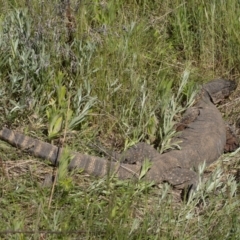 Varanus rosenbergi at Booth, ACT - 17 Nov 2022