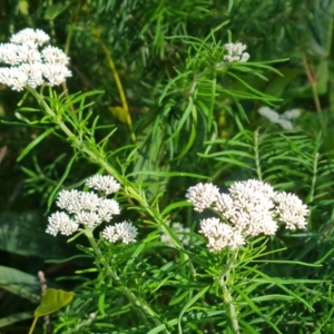 Cassinia aculeata subsp. aculeata at Isaacs, ACT - 17 Nov 2022