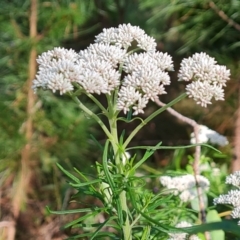 Cassinia aculeata subsp. aculeata at Isaacs, ACT - 17 Nov 2022