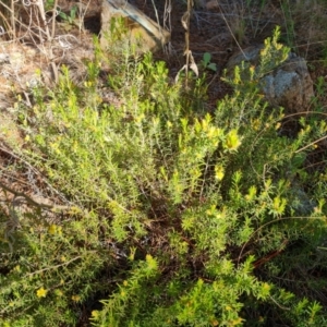 Hibbertia calycina at Isaacs, ACT - 17 Nov 2022