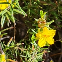 Hibbertia calycina at Isaacs, ACT - 17 Nov 2022 05:32 PM