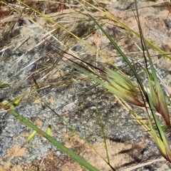 Themeda triandra (Kangaroo Grass) at Isaacs, ACT - 17 Nov 2022 by Mike