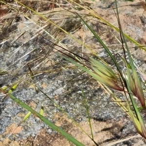 Themeda triandra at Isaacs, ACT - 17 Nov 2022 05:48 PM