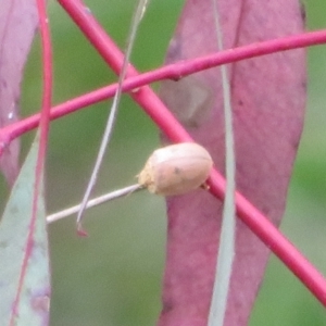 Paropsis atomaria at Rendezvous Creek, ACT - 12 Nov 2022