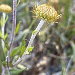 Coronidium oxylepis subsp. lanatum at Aranda, ACT - 17 Nov 2022
