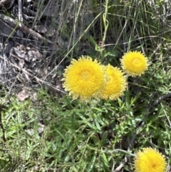 Coronidium scorpioides (Button Everlasting) at Cook, ACT - 17 Nov 2022 by lbradley