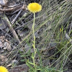 Coronidium scorpioides at Cook, ACT - 17 Nov 2022