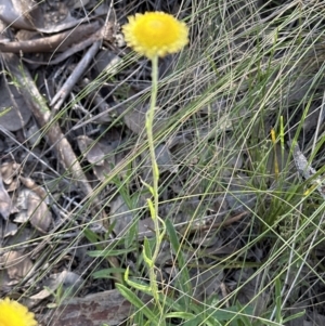 Coronidium scorpioides at Cook, ACT - 17 Nov 2022