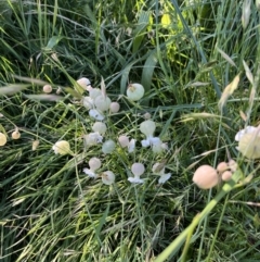 Silene vulgaris (Bladder Campion) at Point Hut Pond - 17 Nov 2022 by GG