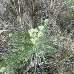 Cassinia longifolia (Shiny Cassinia, Cauliflower Bush) at Aranda Bushland - 17 Nov 2022 by lbradley