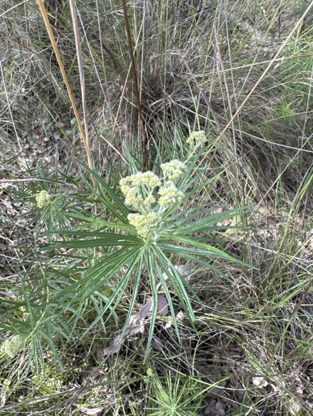 Cassinia longifolia at Cook, ACT - 17 Nov 2022