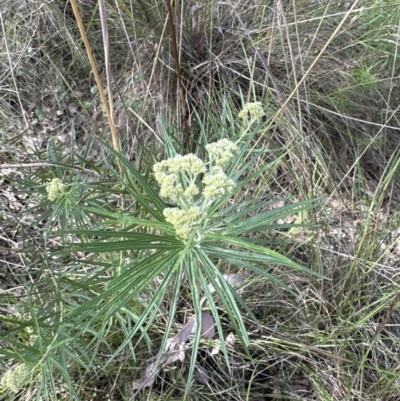 Cassinia longifolia (Shiny Cassinia, Cauliflower Bush) at Cook, ACT - 17 Nov 2022 by lbradley