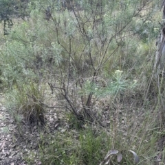 Cassinia longifolia at Cook, ACT - 17 Nov 2022 04:50 PM