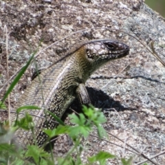 Egernia cunninghami (Cunningham's Skink) at Booth, ACT - 16 Nov 2022 by Christine