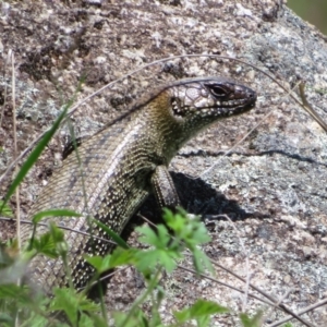 Egernia cunninghami at Booth, ACT - 16 Nov 2022 12:49 PM