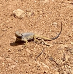 Pogona barbata (Eastern Bearded Dragon) at Mount Ainslie - 17 Nov 2022 by eloised