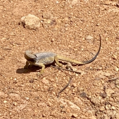 Pogona barbata (Eastern Bearded Dragon) at Campbell, ACT - 17 Nov 2022 by eloised