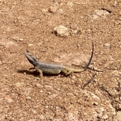 Pogona barbata at Campbell, ACT - suppressed