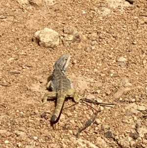 Pogona barbata at Campbell, ACT - suppressed