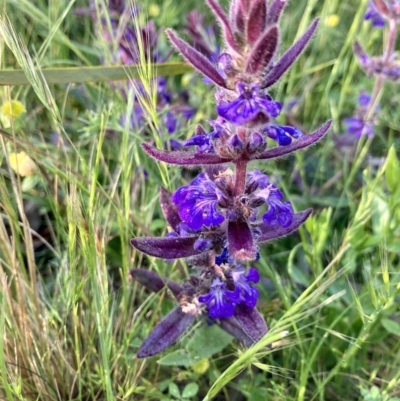 Ajuga australis (Austral Bugle) at Mount Ainslie - 14 Nov 2022 by eloised