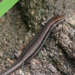 Lampropholis guichenoti (Common Garden Skink) at Wodonga - 17 Nov 2022 by KylieWaldon