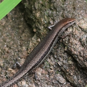 Lampropholis guichenoti at Wodonga, VIC - 17 Nov 2022