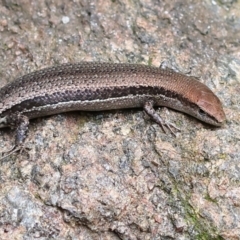 Lampropholis guichenoti at Wodonga, VIC - 17 Nov 2022 02:44 PM