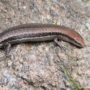 Lampropholis guichenoti at Wodonga, VIC - 17 Nov 2022