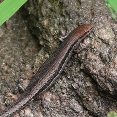 Lampropholis guichenoti at Wodonga, VIC - 17 Nov 2022