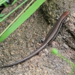 Lampropholis guichenoti at Wodonga, VIC - 17 Nov 2022