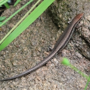 Lampropholis guichenoti at Wodonga, VIC - 17 Nov 2022