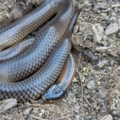 Parasuta dwyeri (Dwyer's Black-headed Snake) at Lake George, NSW - 17 Nov 2022 by MPennay