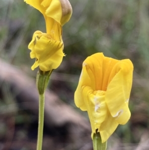 Goodenia pinnatifida at Kowen, ACT - 16 Nov 2022