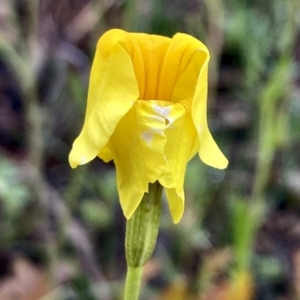 Goodenia pinnatifida at Kowen, ACT - 16 Nov 2022