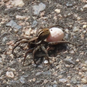 Artoria sp. (genus) at Fadden, ACT - 17 Nov 2022