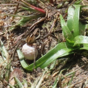 Artoria sp. (genus) at Fadden, ACT - 17 Nov 2022