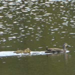 Anas superciliosa at Yass River, NSW - 17 Nov 2022 04:05 PM