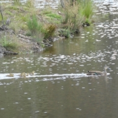 Anas superciliosa at Yass River, NSW - 17 Nov 2022 04:05 PM