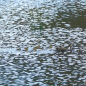 Anas superciliosa at Yass River, NSW - 17 Nov 2022