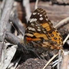 Vanessa kershawi (Australian Painted Lady) at Fadden Hills Pond - 17 Nov 2022 by RodDeb